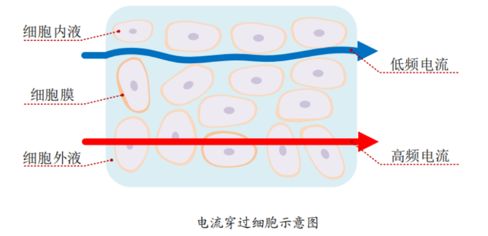 体脂的？数据准确吗？一起来了解瓦力娱乐棋牌体脂秤是怎么测出(图2)